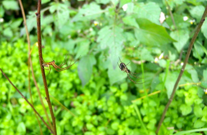Coppia di Metellina sp.